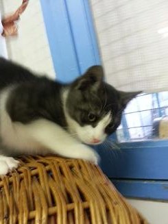 Photo de Hippo, CHAT Europeen Gris cendre et blanc