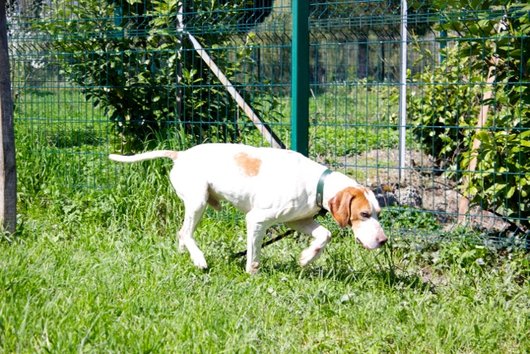 Photo de Ajax, CHIEN Pointer anglais Lemon