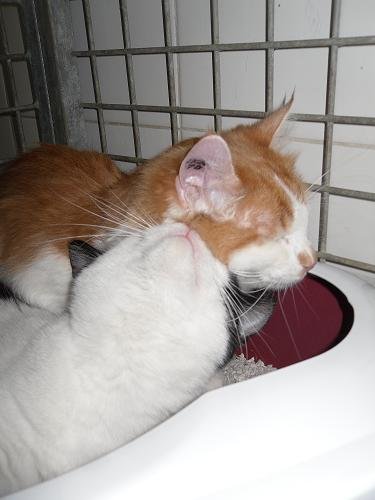 Photo de Erika, CHAT Europeen Roux et blanc poil mi long