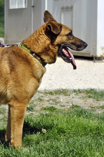 APAGI - Checko, CHIEN Croisé Malinois à la robe Fauve
