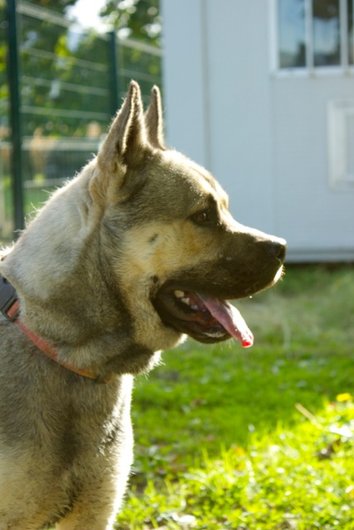 Photo de Jah, CHIEN X eurasier Sable charbonne