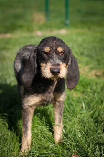 ROY - x griffon 2 ans -  APAGI à Le Versoud (38) Roy-chien-male-croise-griffon-noir-feu-1.jpg__530x530_q85_subsampling-2