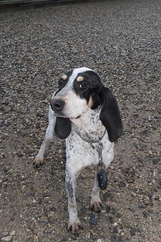 Photo de Igor, CHIEN X grand gascon Blanc mouchete noir et fauve