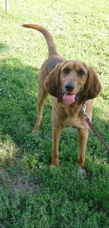 Photo de Dartagnant, CHIEN Saint hubert Fauve manteau noir