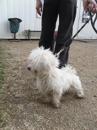 Photo de Angus, CHIEN Bichon maltais Blanc