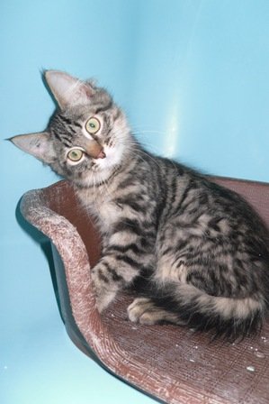 Photo de Chat pitre, CHAT Europeen Tigre angora