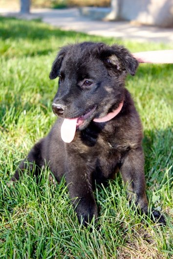 Photo de Black, CHIEN X terre neuve Noir