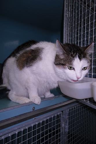 Photo de Finaud, CHAT Europeen Blanc tache grise