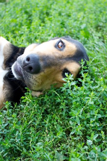 Photo de Kaya, CHIEN X ariegeois Noir et feu etoile