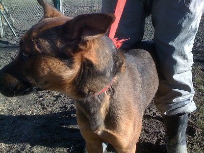 Photo de Tucson, CHIEN Berger malinois Noir et feu