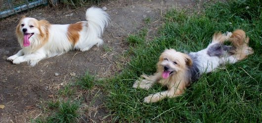 Photo de Leo, CHIEN X epagneul nain continental Blanc tacheté orange