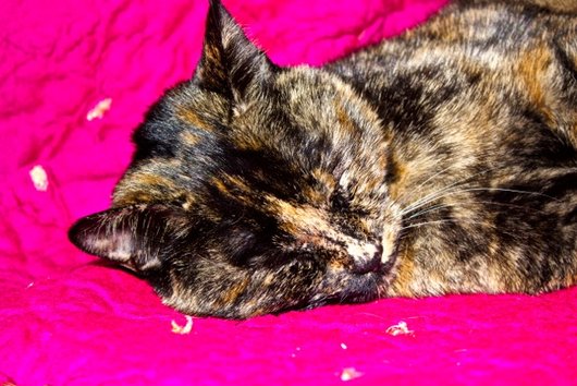 Photo de Turtle, CHAT Europeen Ecaille de tortue