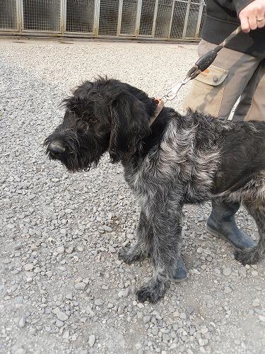 Photo de Getro, CHIEN Griffon korthals Noir mouchetee blanc