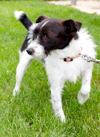 Photo de Jerry, CHIEN X fox terrier Noir et blanc