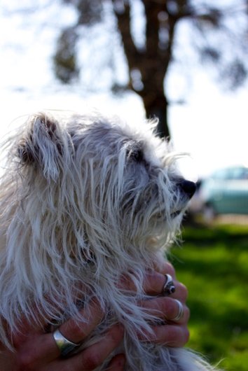 Photo de Hippo, CHIEN X cairn terrier Blanc et beige