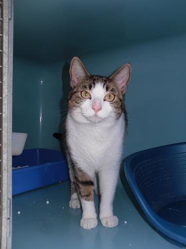 Photo de Mimi, CHAT Europeen Tigre blanche