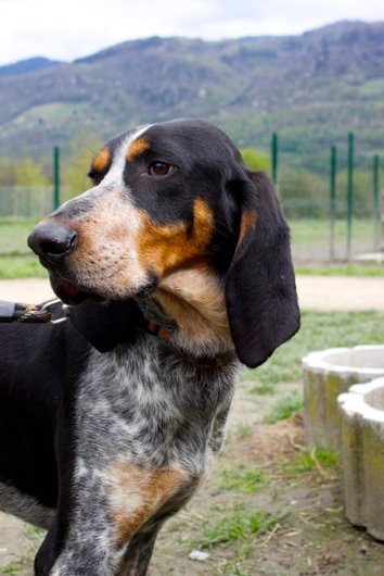 Photo de Celio, CHIEN X gascon Noir et feu moucheté