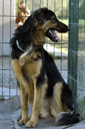 Photo de Hera, CHIEN X berger Noir et feu