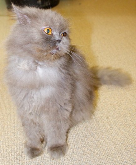 Photo de Barbie, CHAT Persan Grise