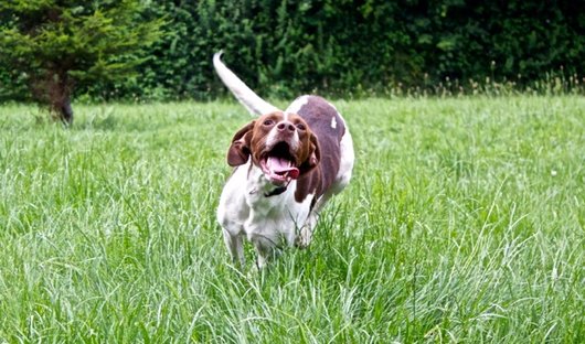 Photo de Texas, CHIEN X pointer anglais Blanc tacheté marron