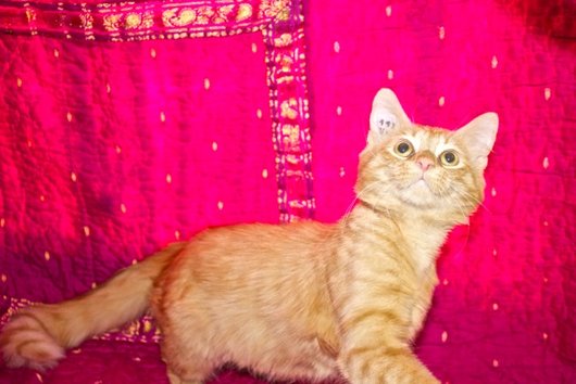 Photo de Hades, CHAT Europeen Roux poil mi-long