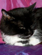 Photo de Gamine, CHAT Europeen Noir et blanc poil mi long