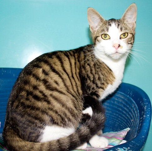 Photo de Markus, CHAT Europeen Tigre rt blanc
