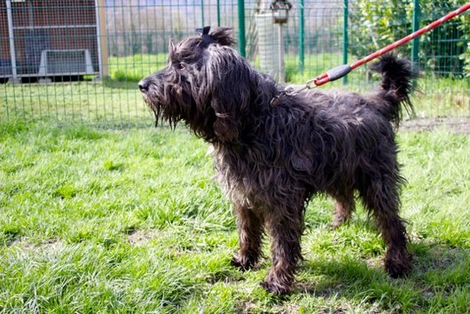Photo de Pollux, CHIEN X griffon Noir