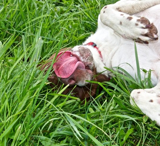 Photo de Texas, CHIEN X pointer anglais Blanc tacheté marron