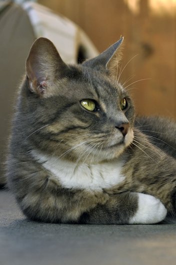Photo de Daddy, CHAT Europeen Tigre gris et blanc