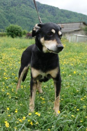 Photo de Scotch, CHIEN Husky x labrador Noir et feu