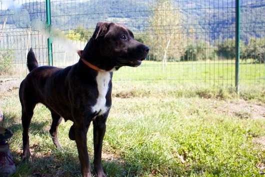 Photo de Gucci, CHIEN X cane corso Bringe noir