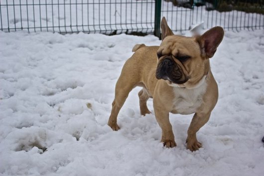 Photo de Eros, CHIEN Bouledogue francais Fauve