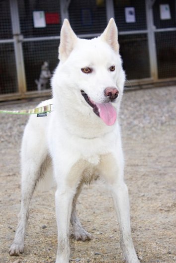Photo de Igloo, CHIEN Husky siberien Blanc