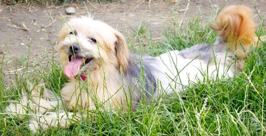 Photo de Kanel, CHIEN X coton de tulear Noir et feu