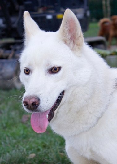 Photo de Igloo, CHIEN Husky siberien Blanc