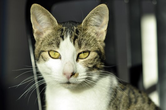Photo de Markus, CHAT Europeen Tigre rt blanc