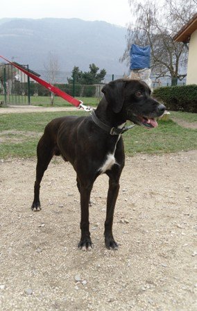 Photo de Max, CHIEN Boxer x epagneul Noir