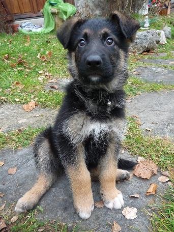 Photo de Max, CHIEN Berger allemand x bouvier bernois Noir et feu