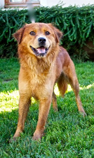 Photo de Hasko, CHIEN Berger x chow-chow Fauve mi-long