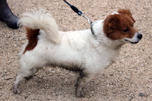 Photo de Rocket, CHIEN X epagneul nain continental Marron et blanc