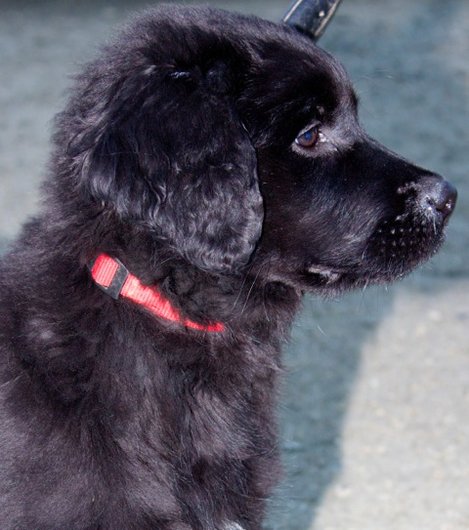 Photo de Izzy, CHIEN X terre neuve Noire