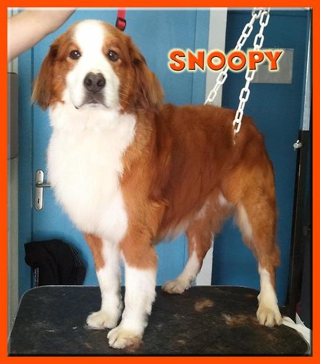 Photo de Snoopy, CHIEN X bouvier bernois Fauve et blanc