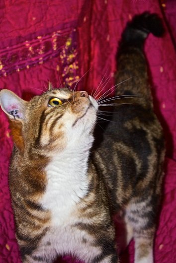 Photo de Haro, CHAT Europeen Tigre et blanc