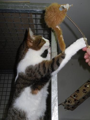 Photo de Mimi, CHAT Europeen Tigre blanche