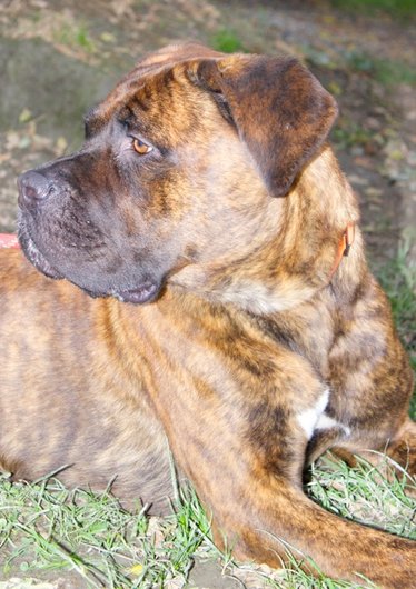 Photo de Anita, CHIEN Boxer x cane corso Bringe