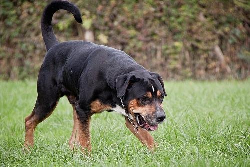 Photo de Mafia, CHIEN Dogue argentin x rott Noir et feu tache blanche