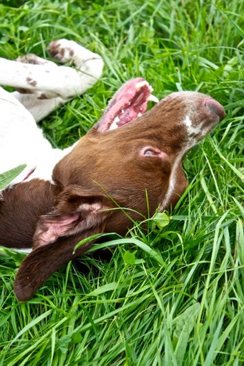 Photo de Texas, CHIEN X pointer anglais Blanc tacheté marron
