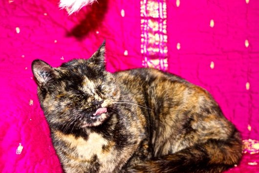 Photo de Turtle, CHAT Europeen Ecaille de tortue