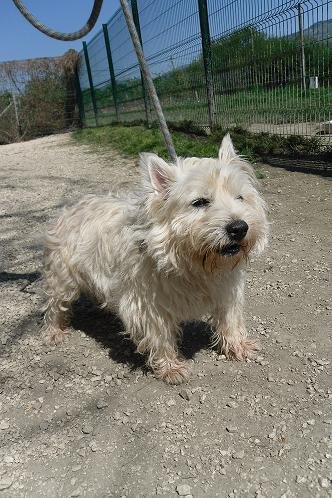 Photo de Cesar, CHIEN Westie Blanc